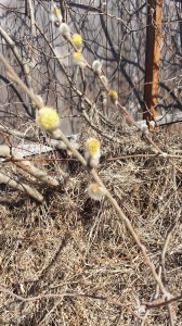 Willow flowers and pollen in Anchorage, April 10
